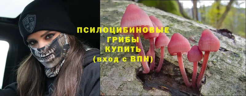 где продают   Кунгур  Галлюциногенные грибы Magic Shrooms 